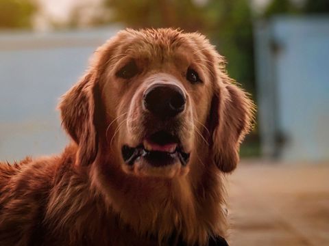 A dog